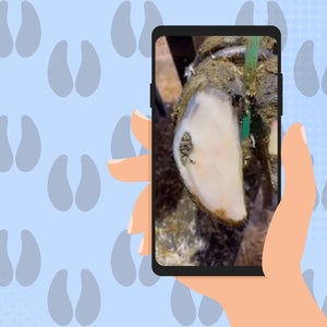 hoof video over phone illustration