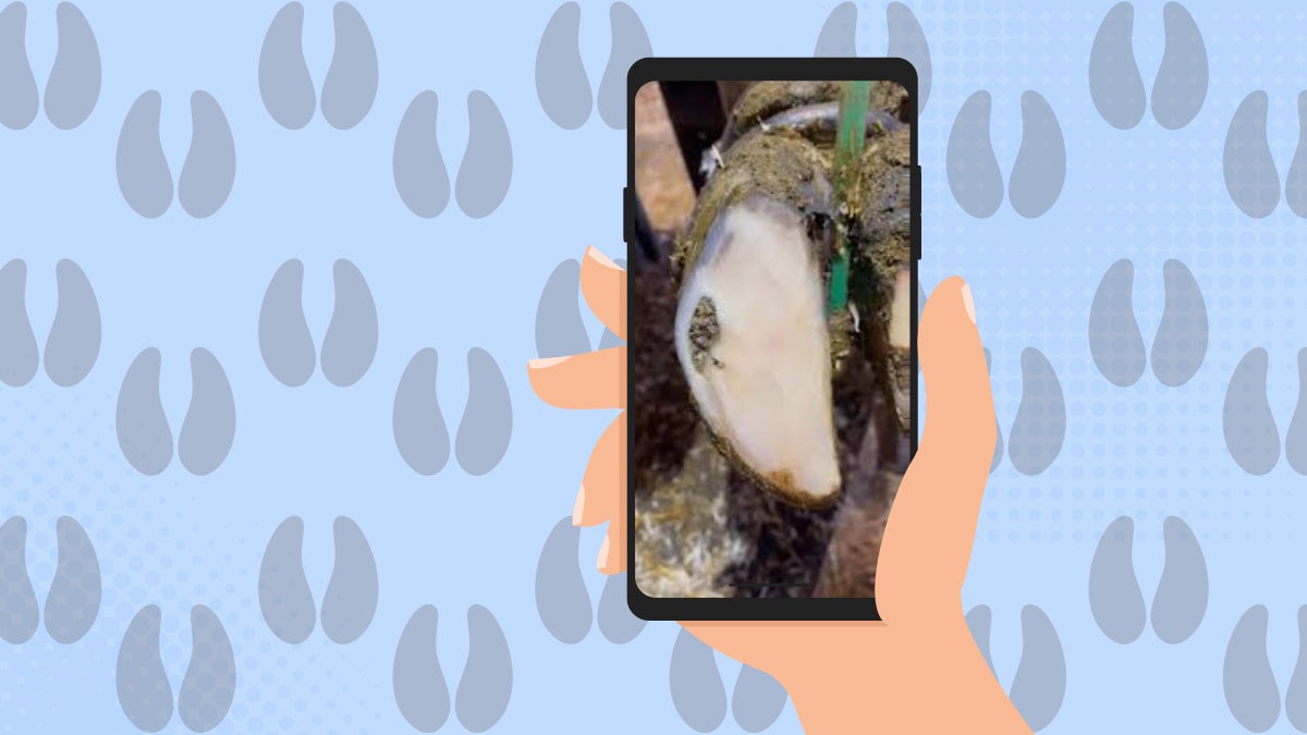 I'm Addicted to Hoof-Cleaning Videos. Here's Why I Love Them.