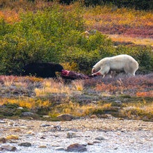 labrador canada polar bear vs black bear