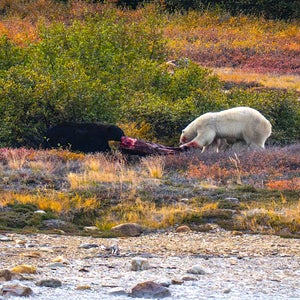 labrador canada polar bear vs black bear