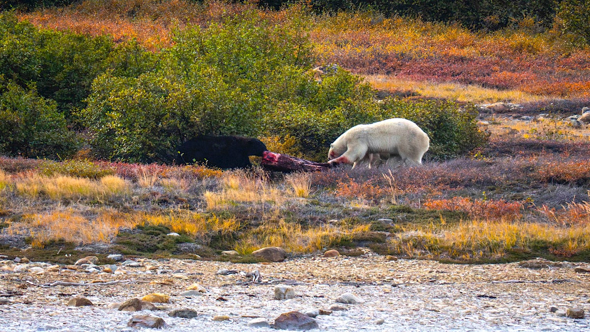 Battle of Brawn: Video Captures an Epic Fight Between a Black Bear and a Polar Bear