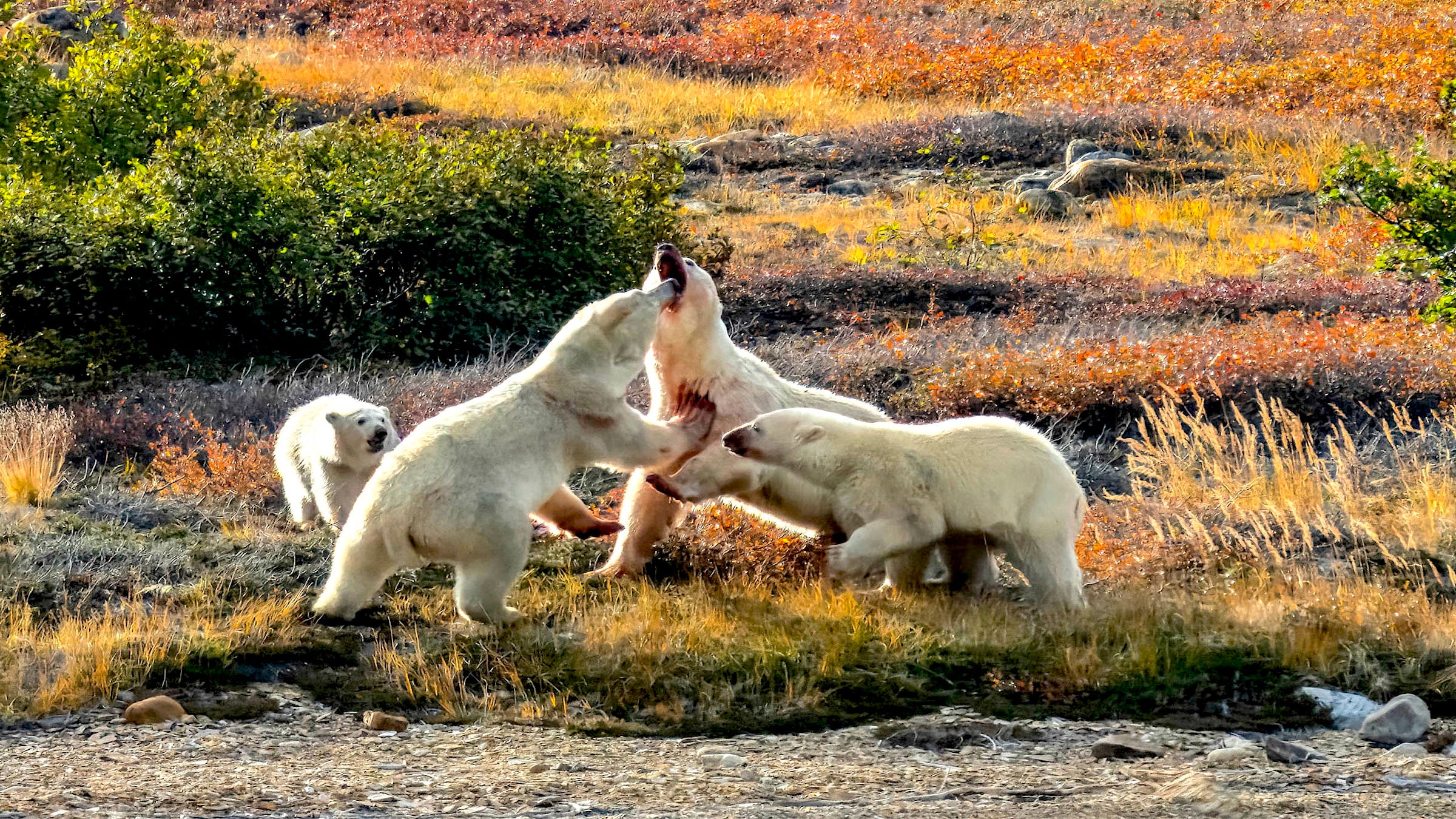 There are an estimated 15,000 polar bears in Canada