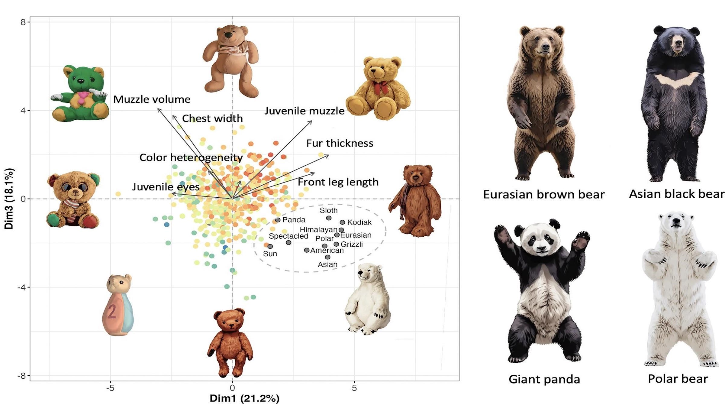 Morphology and color comparison of teddy bears and real bear species