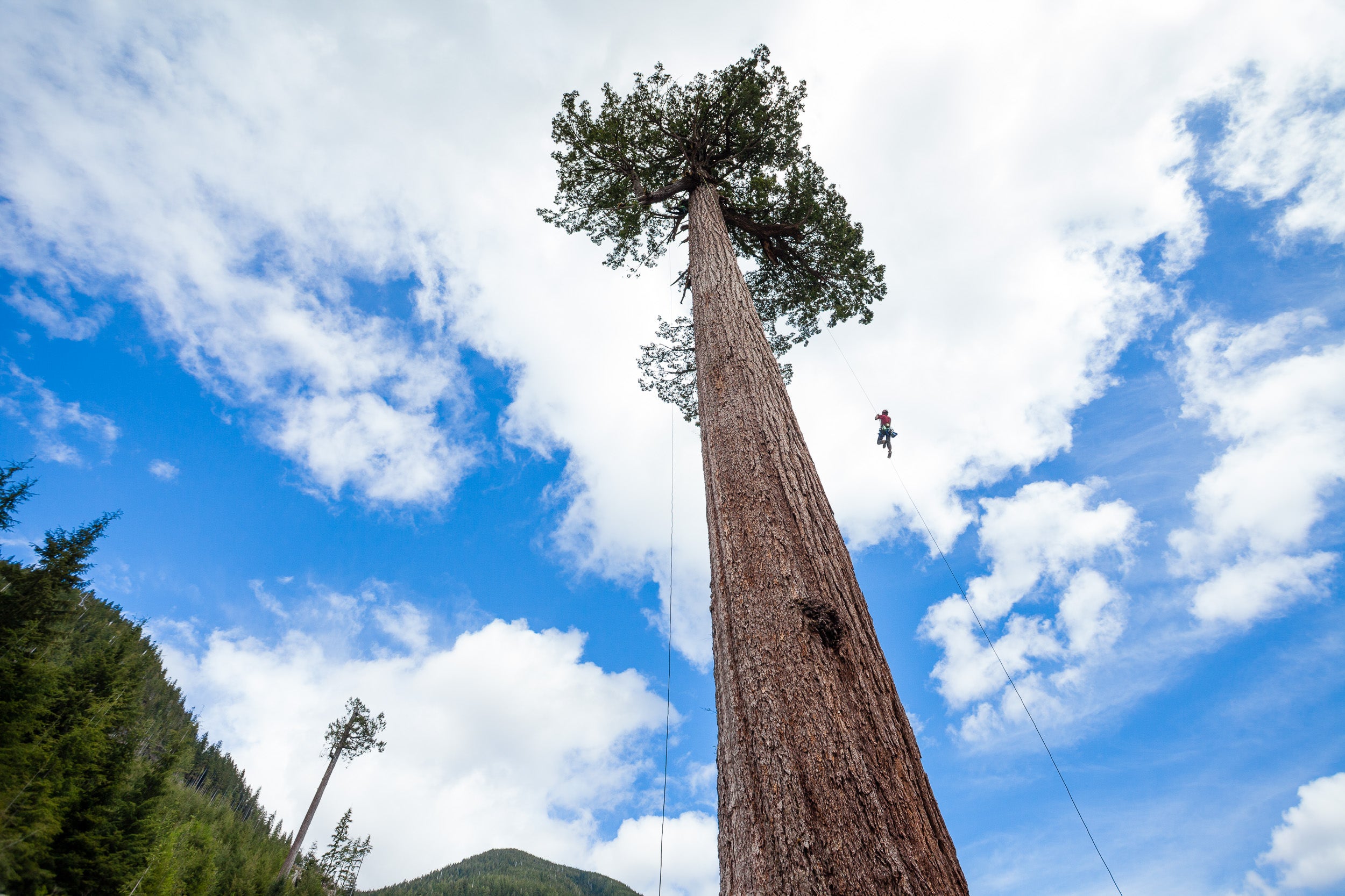 This Tall Tree Capital Is Home to the Some of the Biggest Trees in