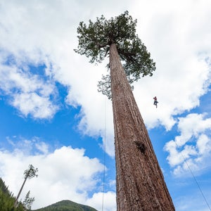 Big Lonely Doug Tall Tree