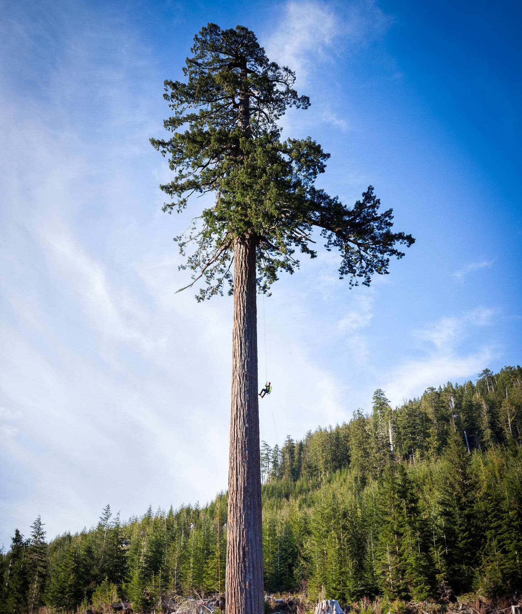 Big Lonely Doug Climber