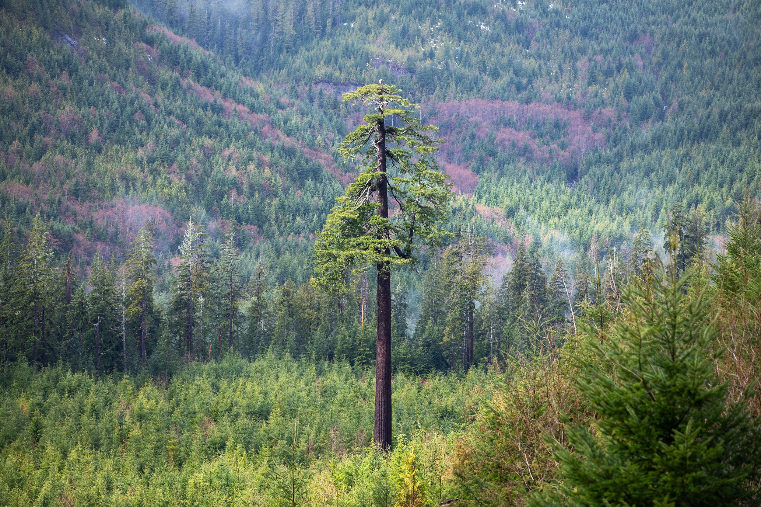 Big Lonely Doug, Port Renfrew on Vancouver Island.