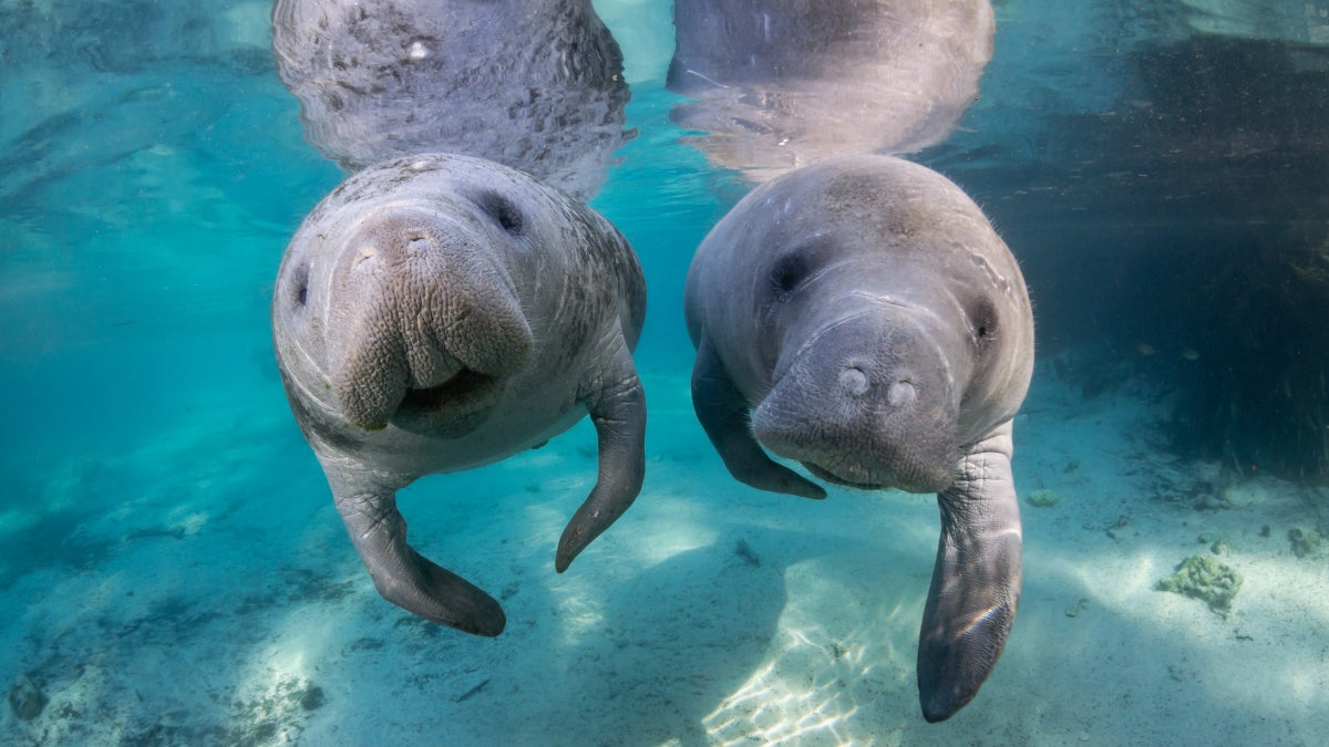 Welcome to the Manatee Capital of the World
