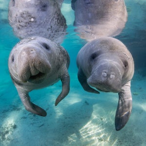 manatees