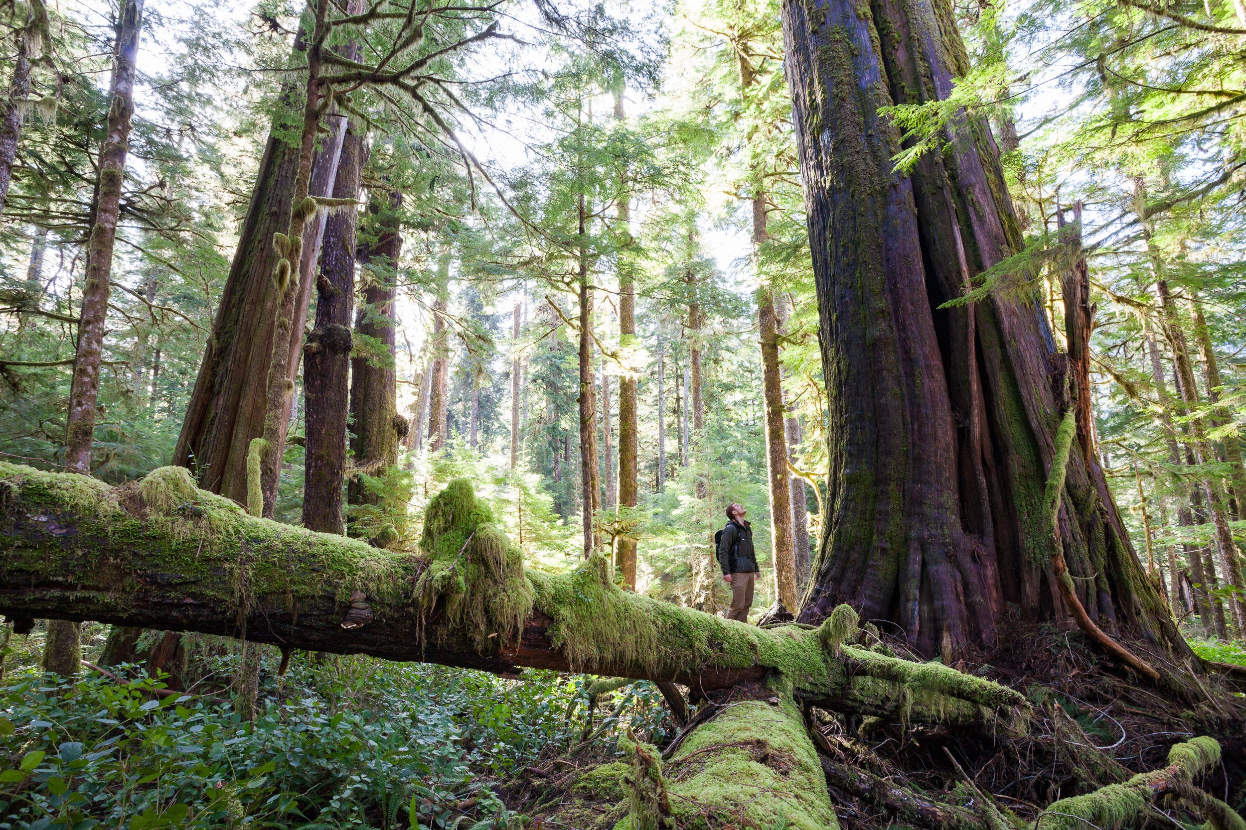 Port Renfrew Old Growth Forest