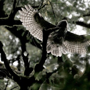 A barred owl fledgling soars through the trees at Muir Woods in California