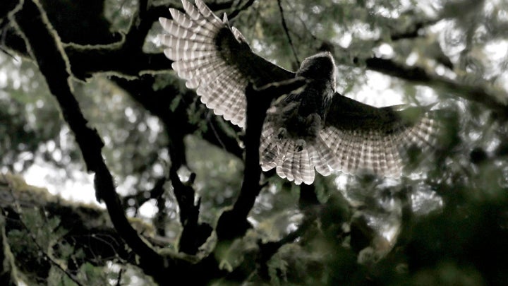 A barred owl fledgling soars through the trees at Muir Woods in California