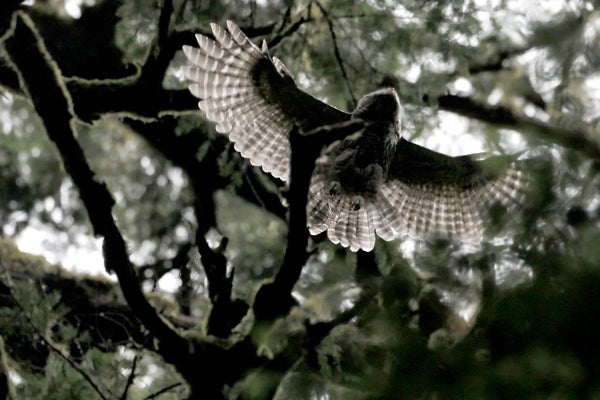 A barred owl fledgling soars through the trees at Muir Woods in California