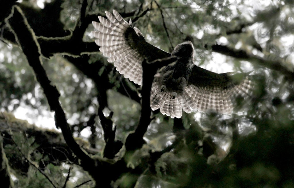 Inside the Government's Plan to Kill Nearly a Half-Million Barred Owls