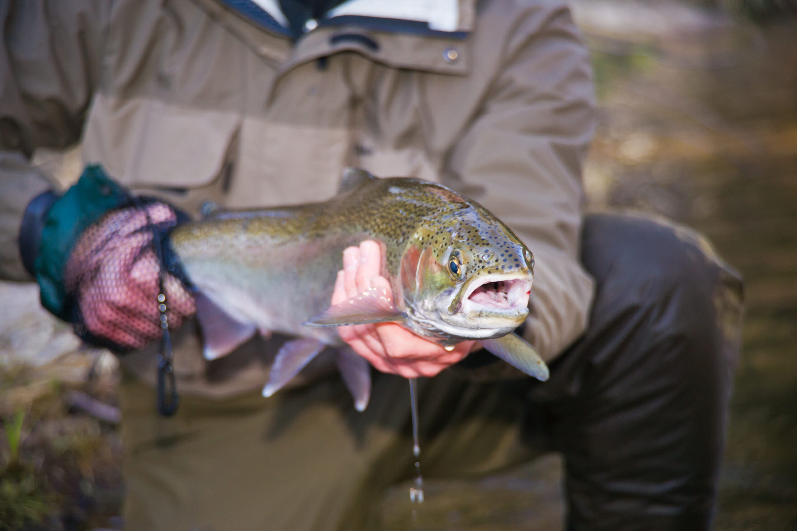 Michigan Pere Marquette River Steelhead
