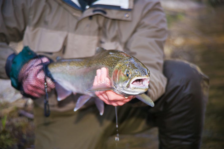Michigan Pere Marquette River Steelhead