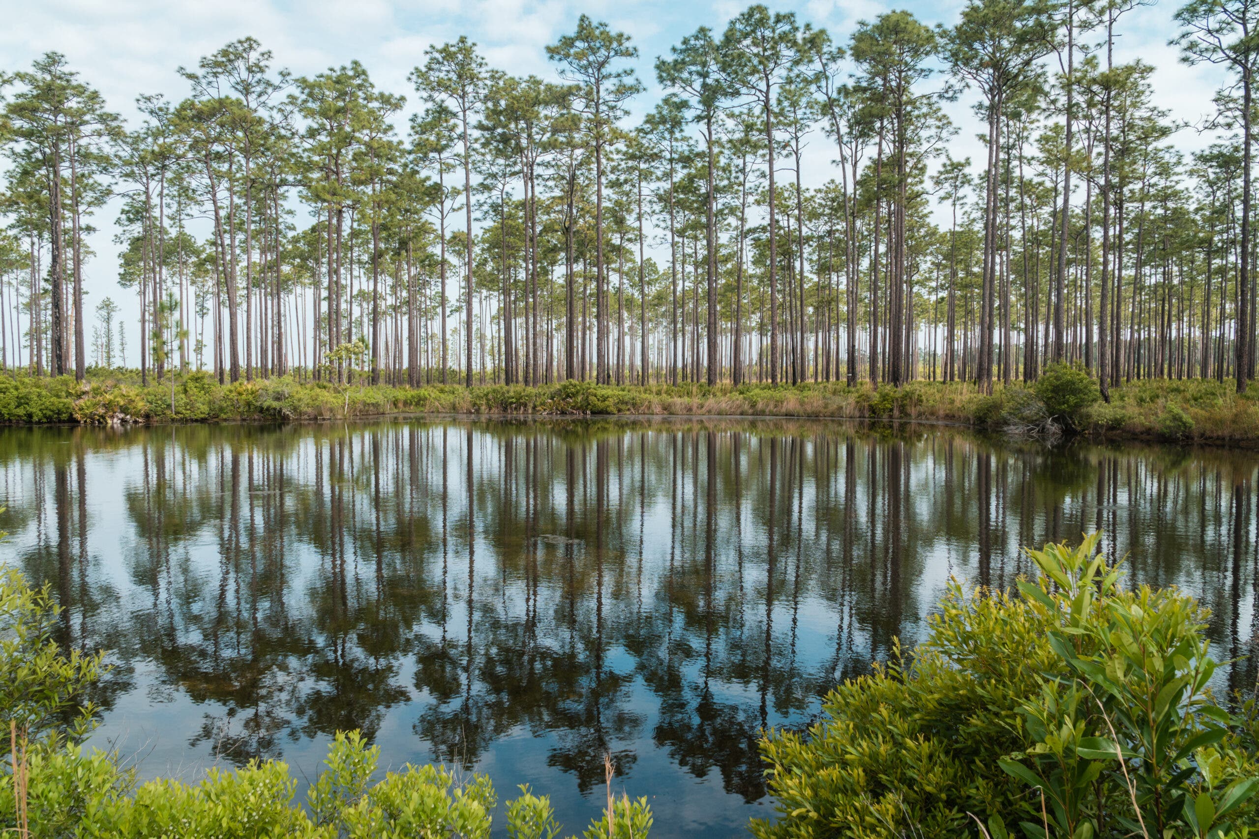 Okefenokee Swamp National Wildlife Refuge