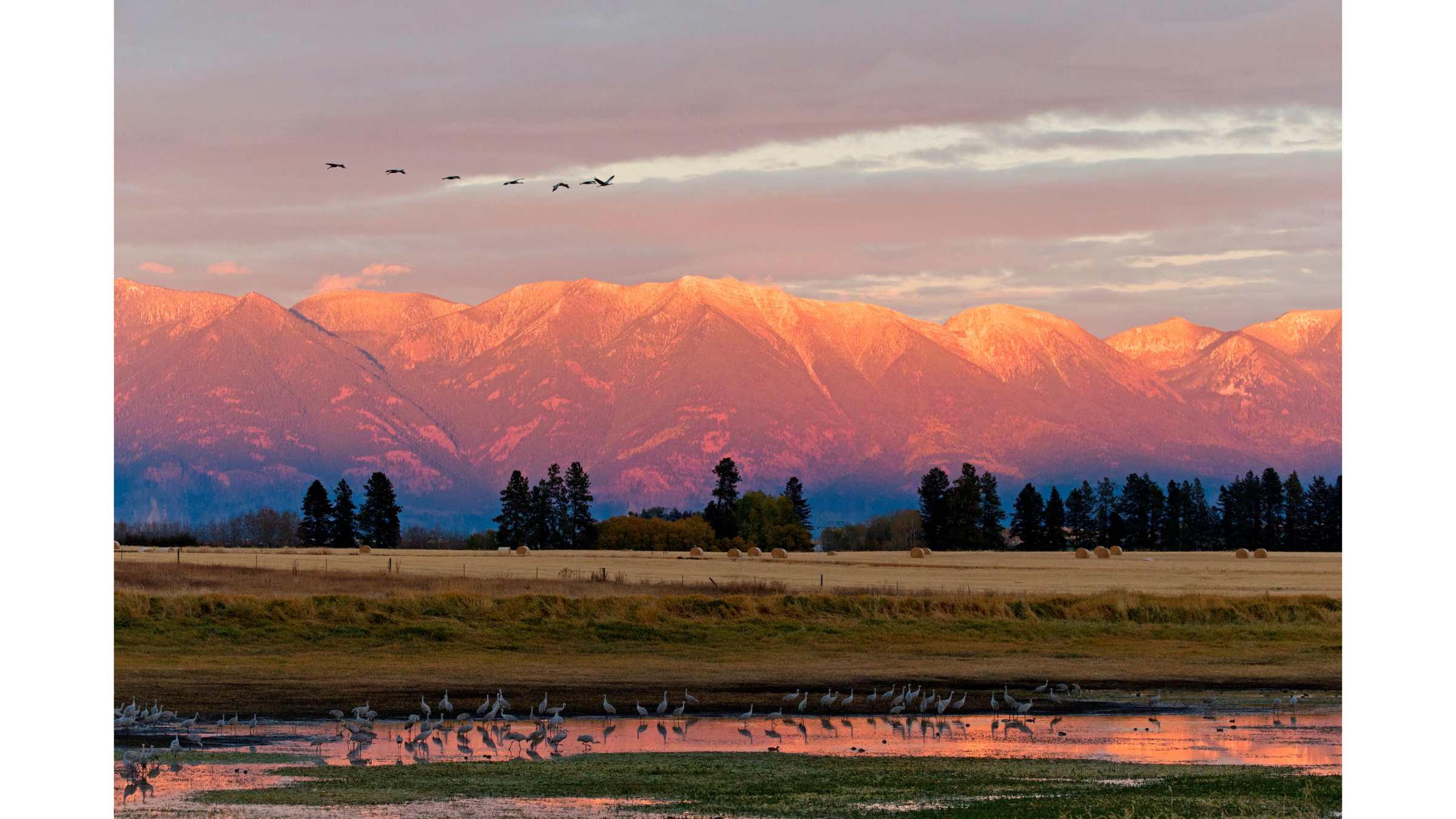 Sandhill Crane (Grus canadensis) flock standing in pool and flying overhead with mountain backdrop at sunset in Kalispell, Montana