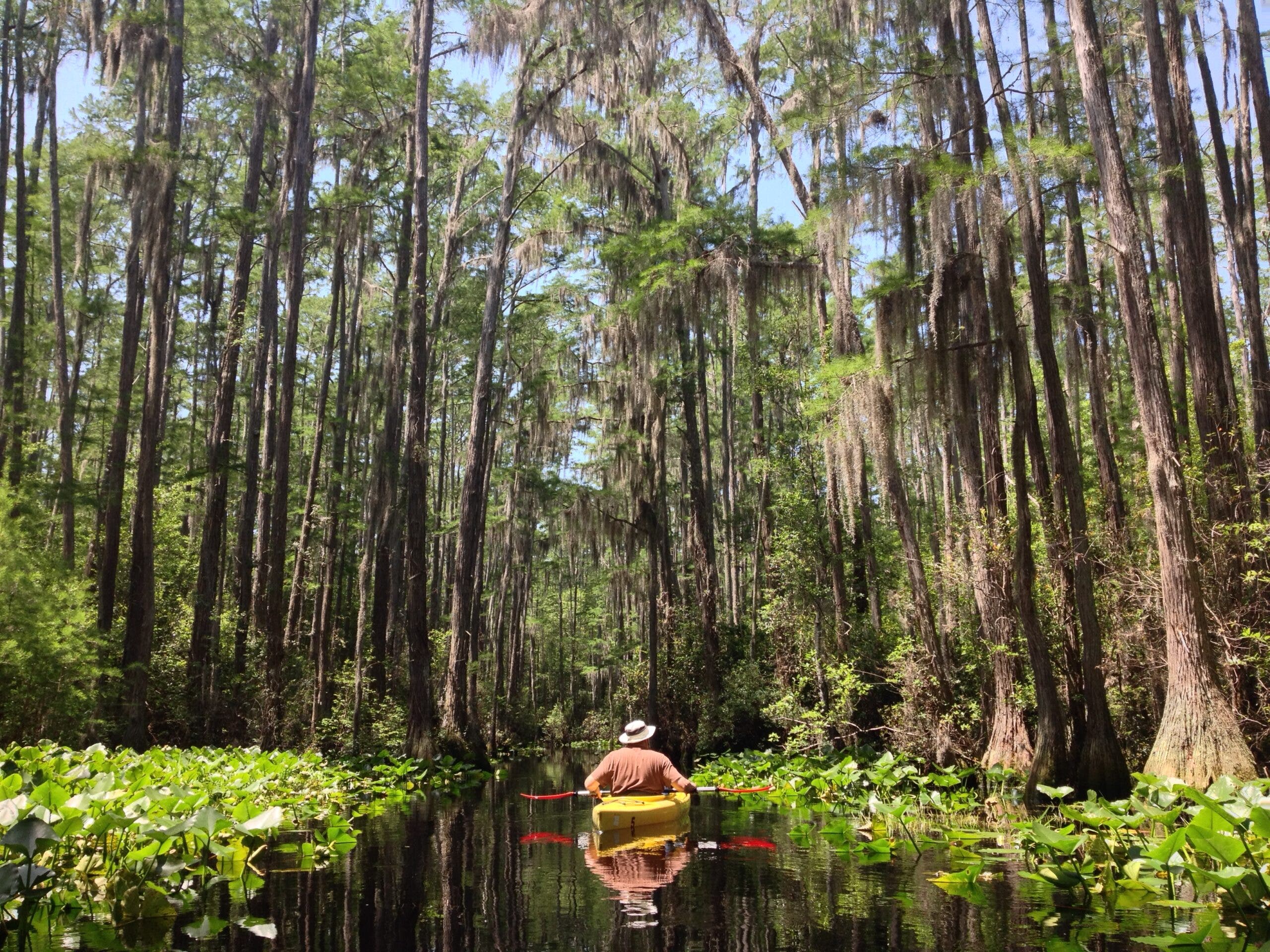 "Minnie's Run" is a popular paddle trail in the Okefenokee Swamp