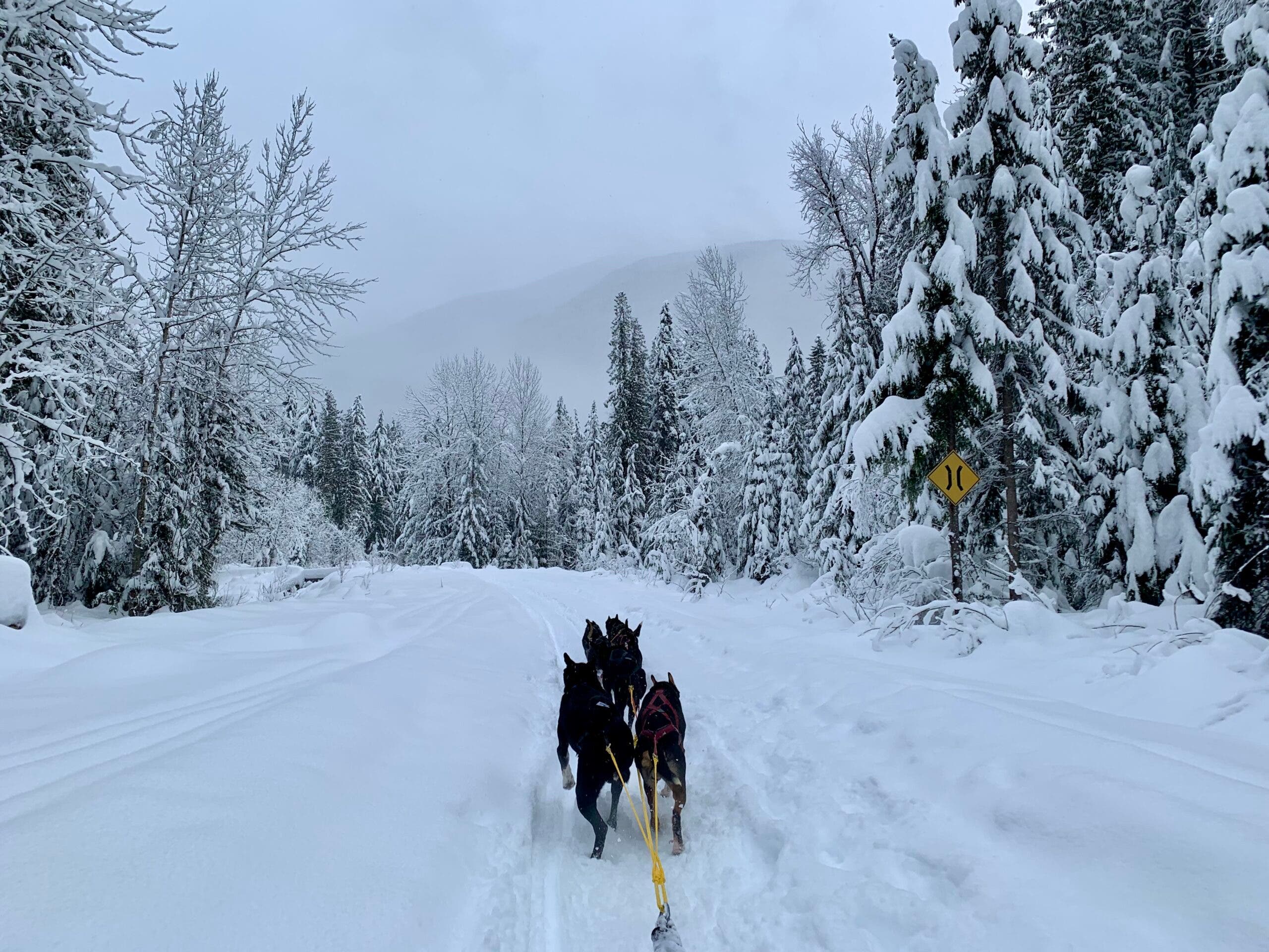 Revelstoke dog sledding