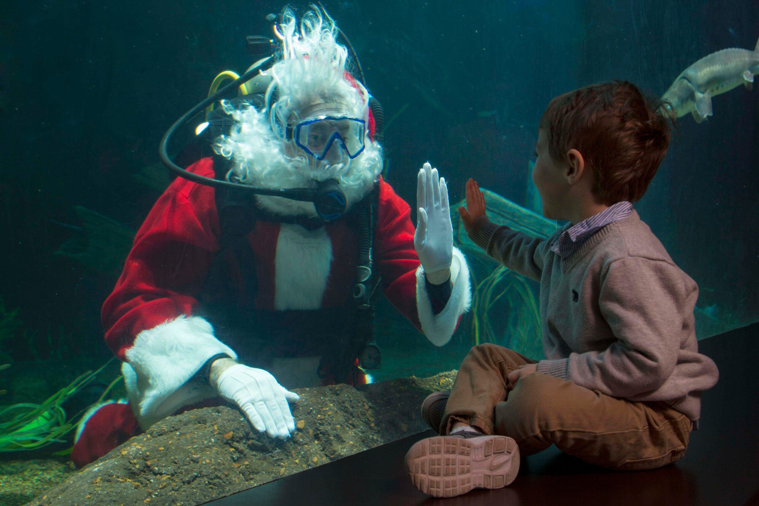 SCUBA Claus at the Tennessee Aquarium