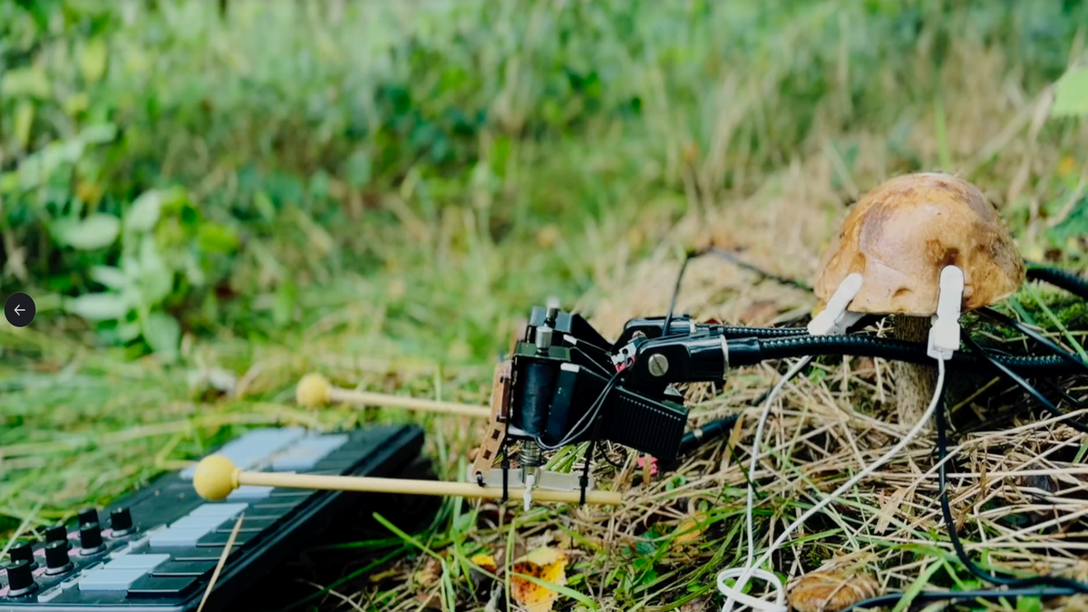 Scientists Found a Way to Make Mushrooms Play a Musical Instrument