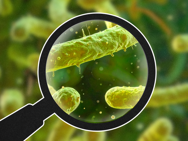 magnifying glass looking at bacteria in the microbiome of a microbiome test