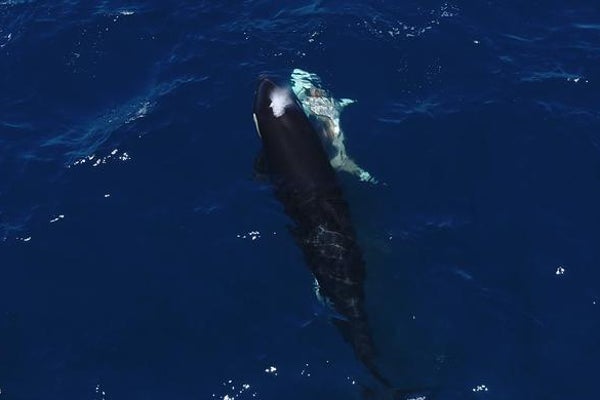 An orca swims next to a shark with a visible wound 