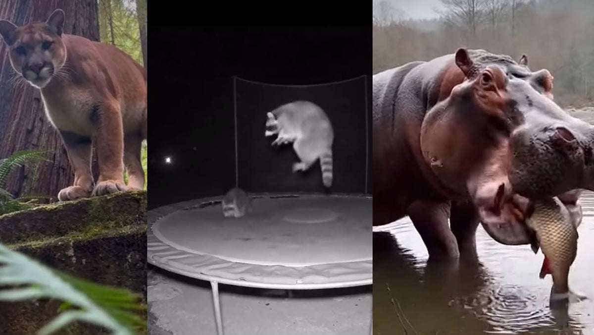 Generative AI Just Killed the Wildlife Video. Should You Care?