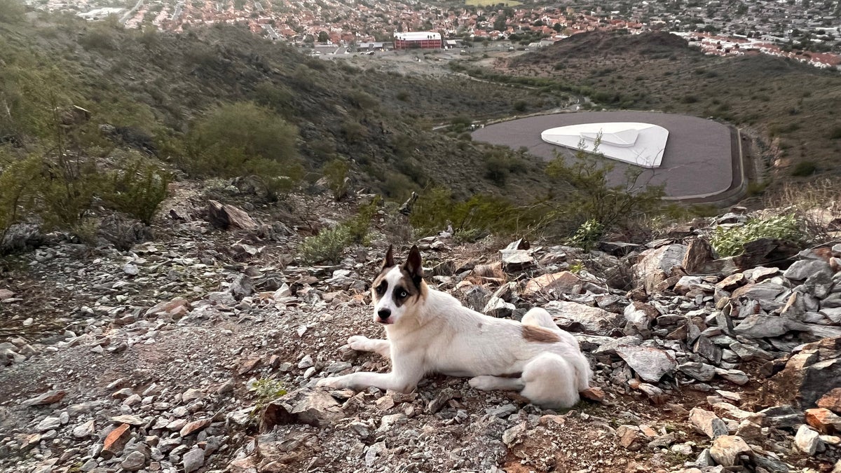 What It’s Like to Rescue a Dog on a Mountain
