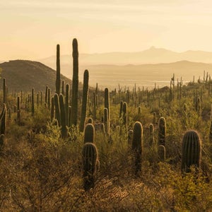 A forest of Saguaro Cactus in Saguaro National Park