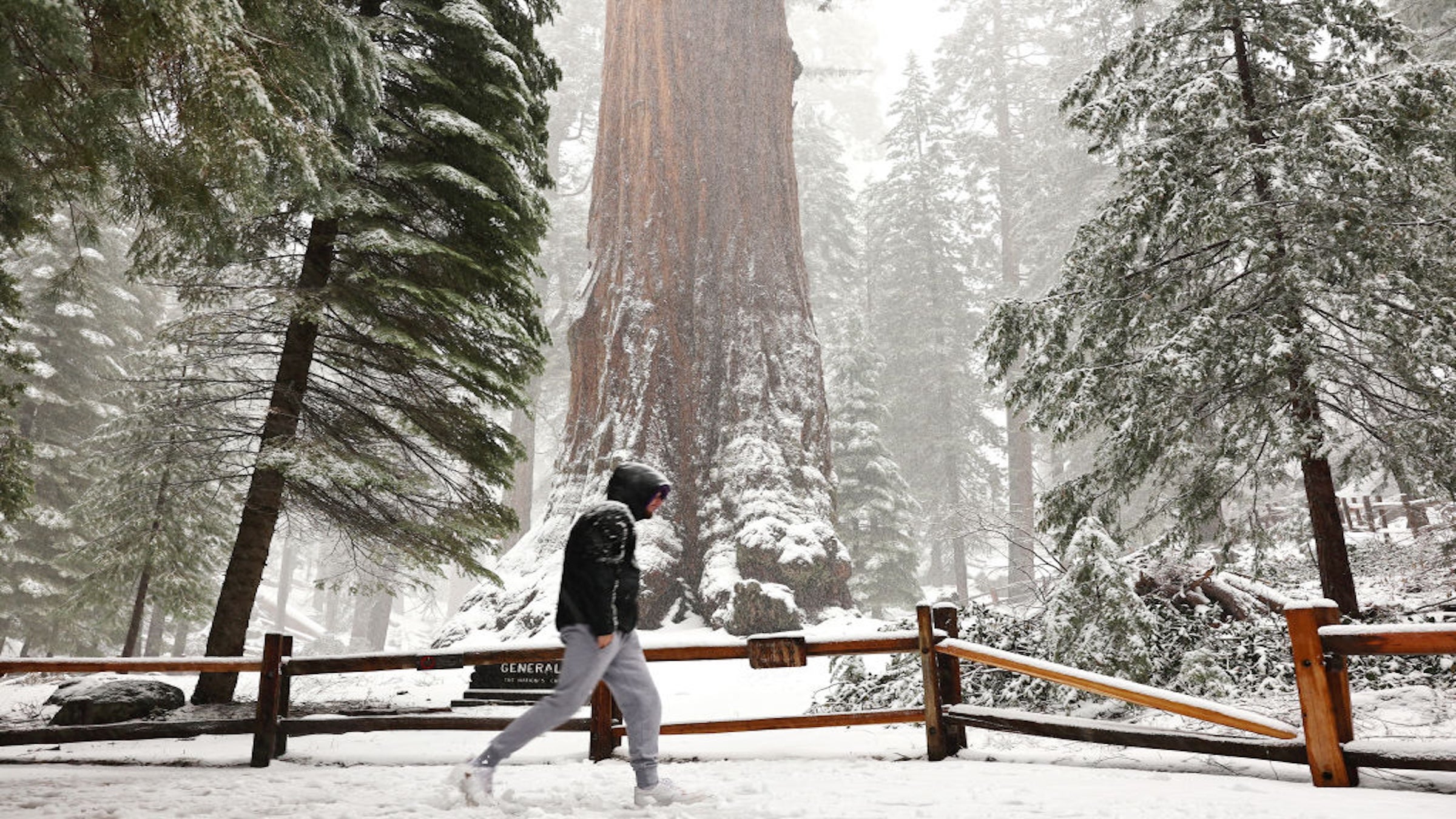 A visitor walks past the General Grant Tree as snow falls in the Grant Grove in 2024