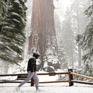 A visitor walks past the General Grant Tree as snow falls in the Grant Grove in 2024