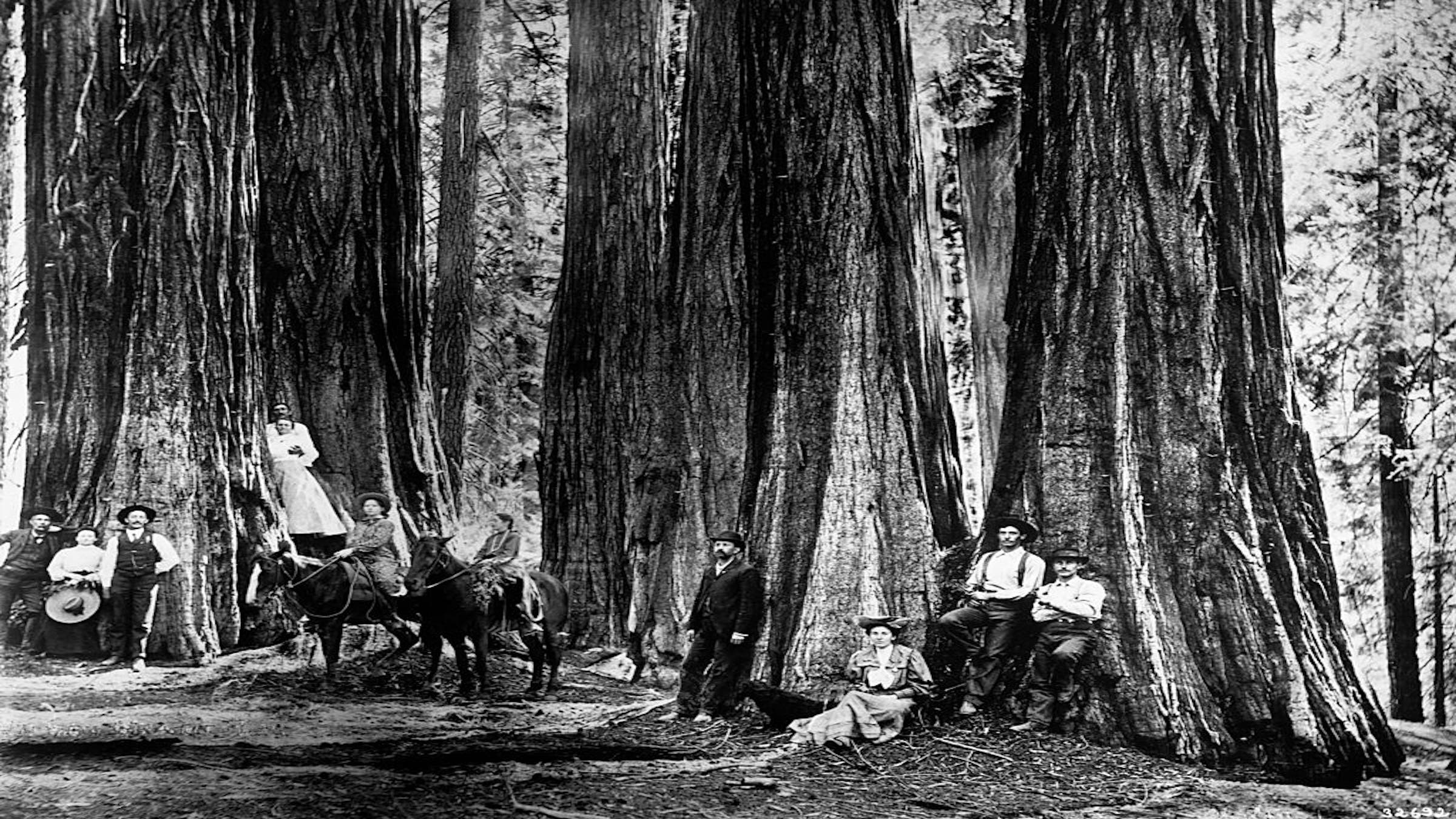 A group of people resting against trees in General Grant grove of sequoias