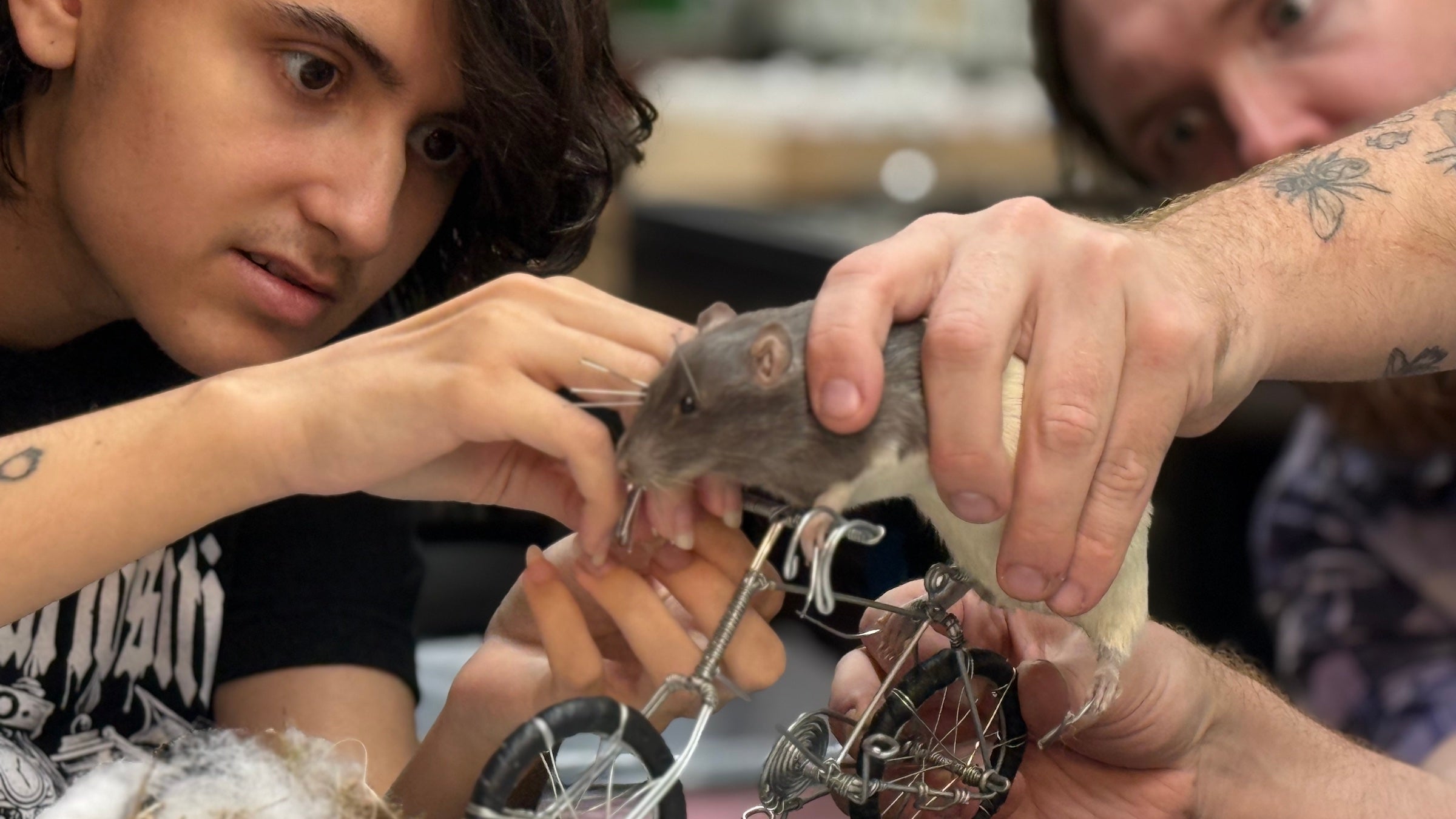 Anthony and Rob work together to pose Anthony's rat on a bicycle