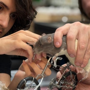 Anthony and Rob work together to pose Anthony's rat on a bicycle