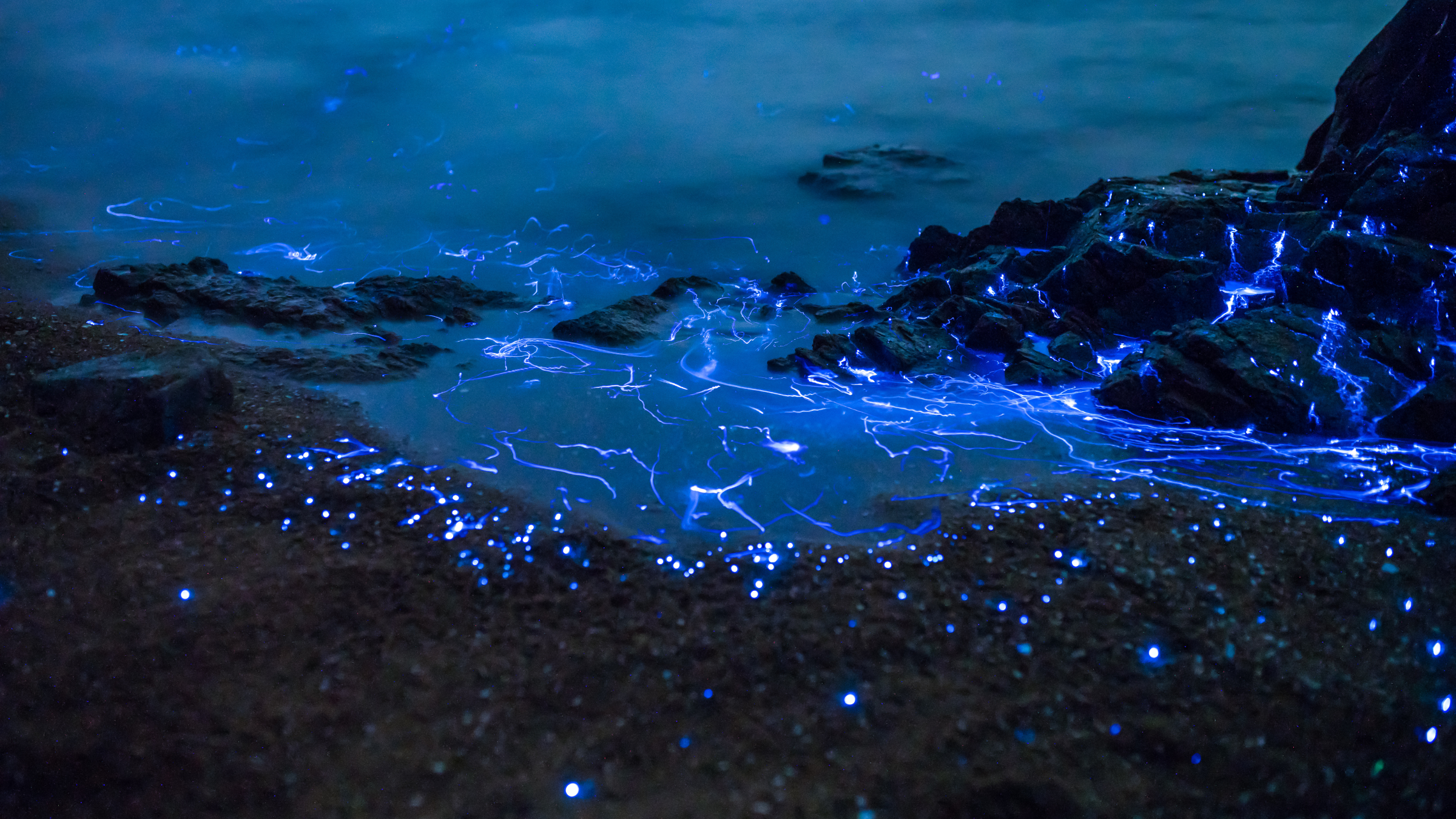 Bioluminescent vargula hilgendorfii glow along the coast of the Seto Inland Sea