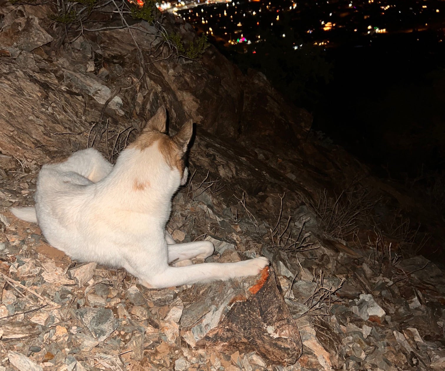 What It's Like to Rescue a Lost Dog on a Mountain