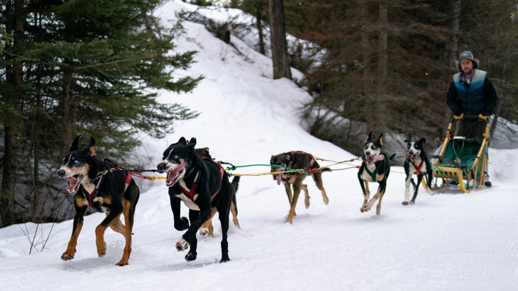 dogs and man dogsledding over snow