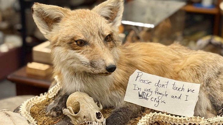 A fox on display at the museum