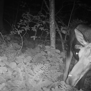 moth drinking moose tears