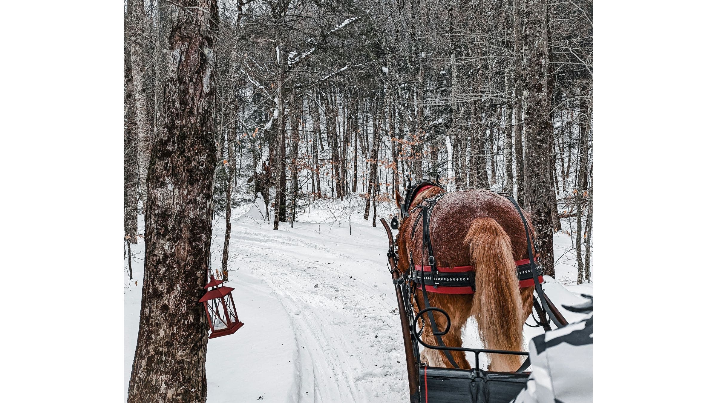 A horse pulling a sleigh in Stowe