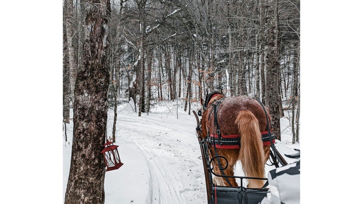 A horse pulling a sleigh in Stowe