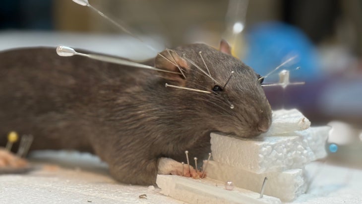 Meatball, posed with pins and styrofoam. In about a week, when his skin had dried and hardened, I'd be able to remove the pins.