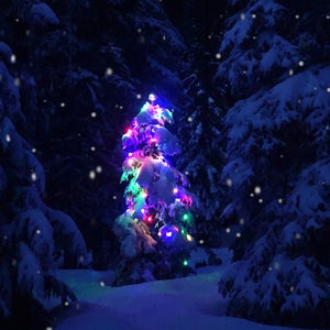 lone tree lit up in dark forest