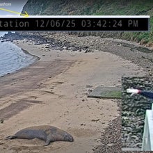 Point Reyes National Seashore hosts a livestream video online showing Chimney Rock along the northern California coast