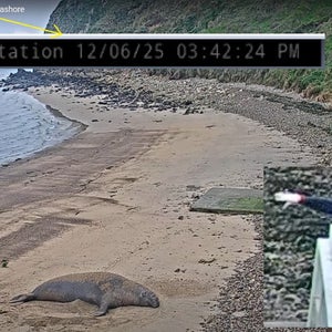 Point Reyes National Seashore hosts a livestream video online showing Chimney Rock along the northern California coast