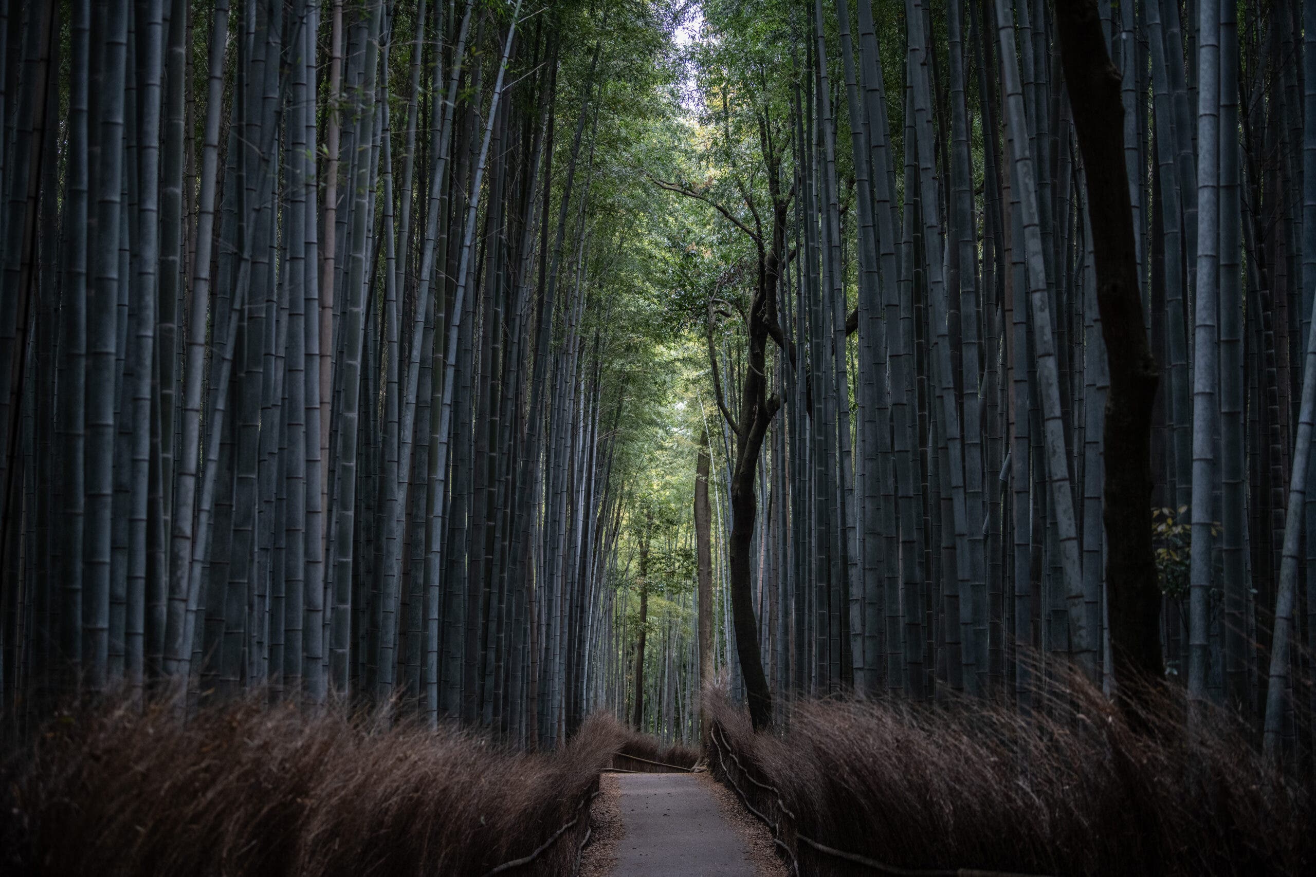 Japan's bamboo forest 
