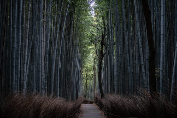 Japan's bamboo forest 