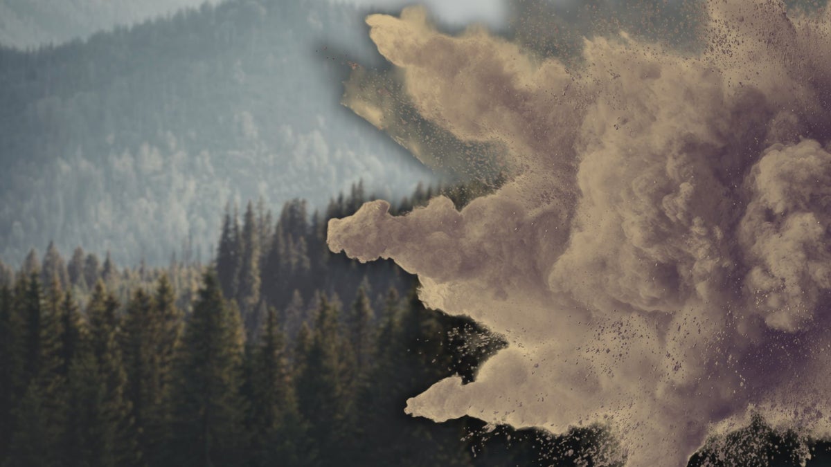 The Internet Is Panicking About ‘Exploding' Trees. Indigenous People Have Experienced Them for Centuries.